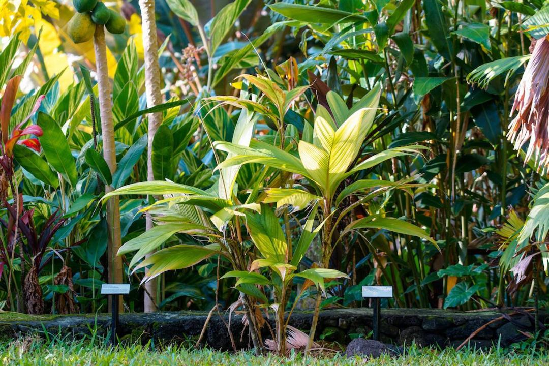 Waipio Valley Botanical Garden With Waterfall & Beach Access! Apartment Exterior photo